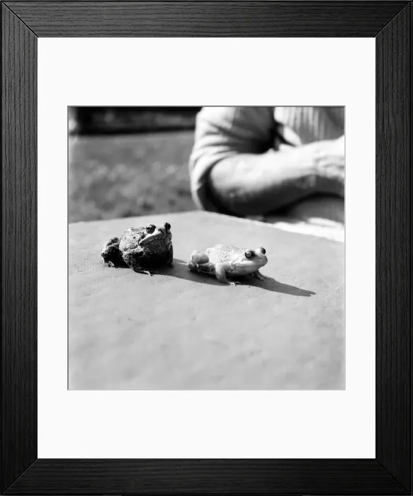 Framed Print : Orange frogs on a garaden table April 1975 75-2149-001