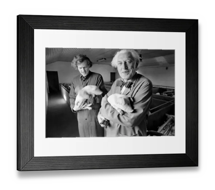 Framed Print : Livestock farmers at a intensive pig farm in Denmark. Where pigs are raised for bacon