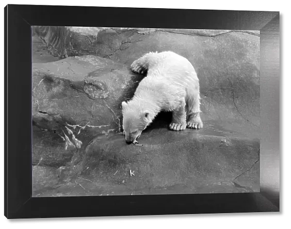 Polar Bears at Bristol Zoo. April 1975 75-2224-002