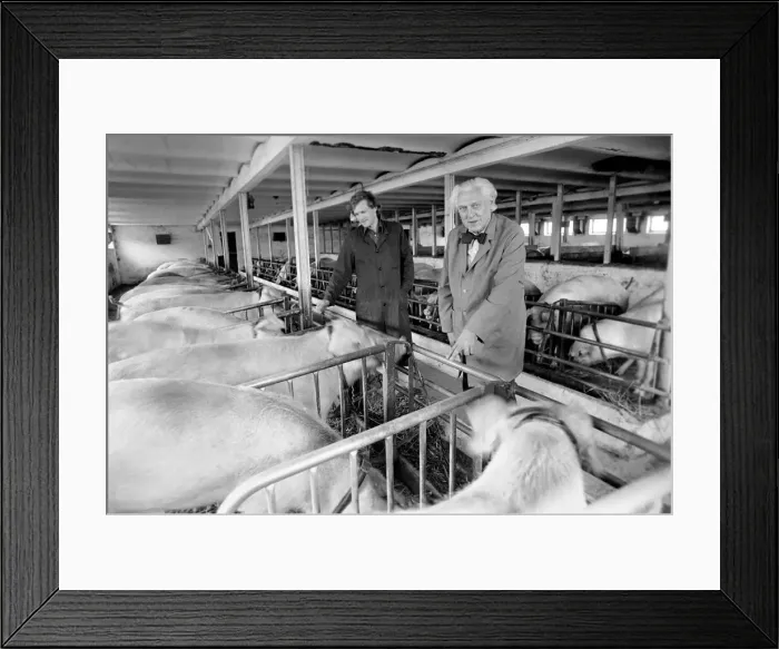 Framed Print : Livestock farmers at a intensive pig farm in Denmark. Where pigs are raised for bacon Framed Print : Livestock farmers at a intensive pig farm in Denmark. Where pigs are raised for bacon