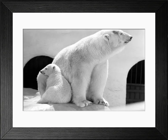 Framed Print : Polar Bears at Bristol Zoo. April 1975 75-2224-004