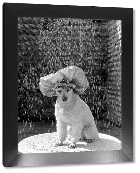 Poodle wearing a shower cap to keep her ears dry April 1975 75-2226-001