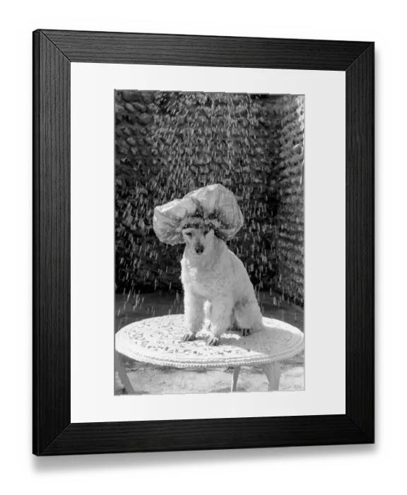 Framed Print : Poodle wearing a shower cap to keep her ears dry April 1975 75-2226-001 Framed Print : Poodle wearing a shower cap to keep her ears dry April 1975 75-2226-001