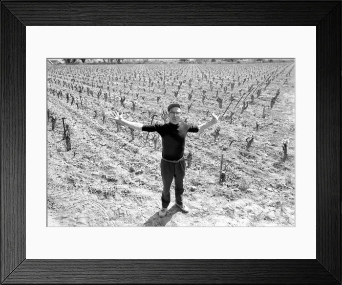Framed Print : Jean Theron aged 47, at work in his wine fields just outside his home village of Poussan Framed Print : Jean Theron aged 47, at work in his wine fields just outside his home village of Poussan