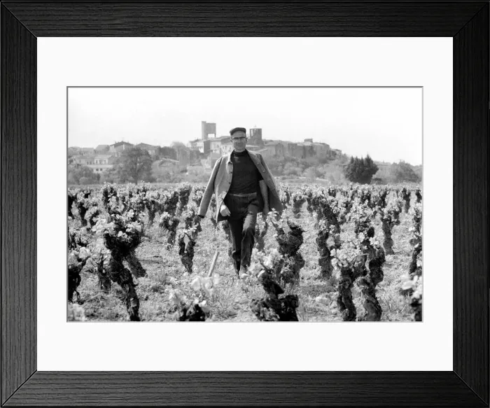 Framed Print : Jean Theron aged 47, at work in his wine fields just outside his home village of Poussan