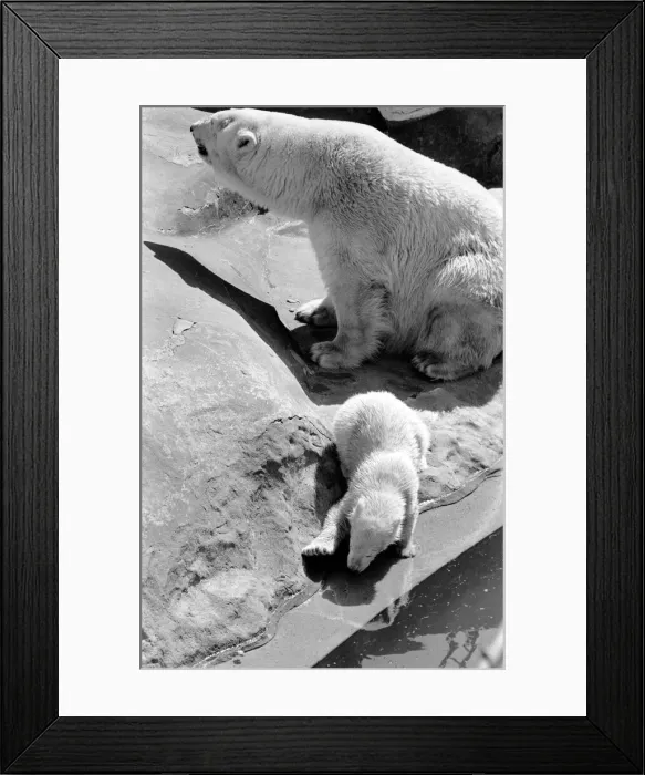 Framed Print : Polar Bears at Bristol Zoo. April 1975 75-2068-025 Framed Print : Polar Bears at Bristol Zoo. April 1975 75-2068-025