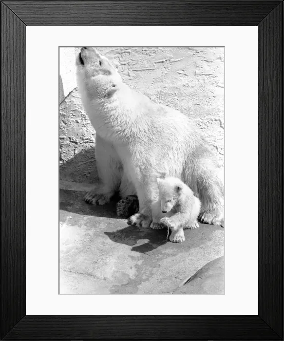Framed Print : Polar Bears at Bristol Zoo. April 1975 75-2068-019 Framed Print : Polar Bears at Bristol Zoo. April 1975 75-2068-019