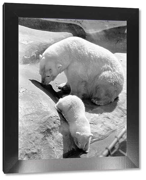 Polar Bears at Bristol Zoo. April 1975 75-2068