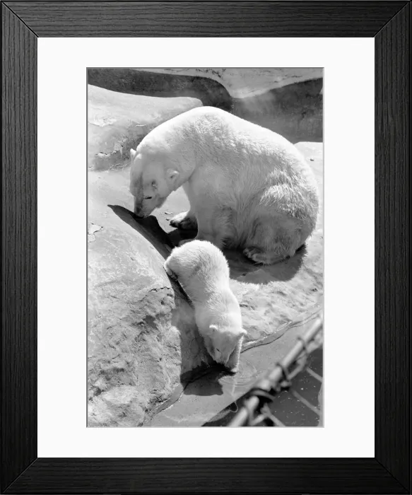 Framed Print : Polar Bears at Bristol Zoo. April 1975 75-2068 Framed Print : Polar Bears at Bristol Zoo. April 1975 75-2068