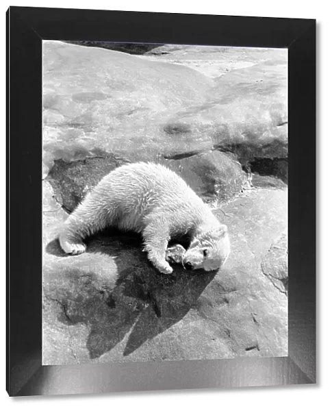 Polar Bears at Bristol Zoo. April 1975 75-2068-013