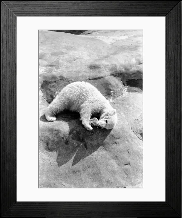 Framed Print : Polar Bears at Bristol Zoo. April 1975 75-2068-013 Framed Print : Polar Bears at Bristol Zoo. April 1975 75-2068-013