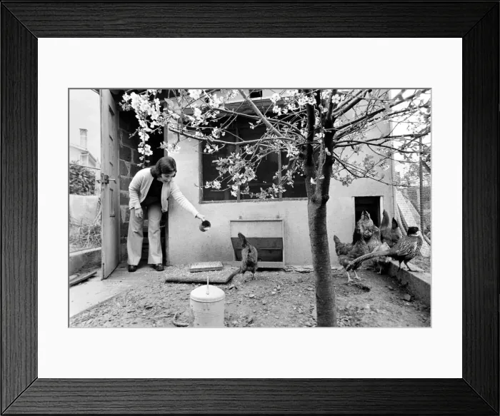 Framed Print : French housewife Mrs. Maria Quaranta feeds the family chickens in their back garden Framed Print : French housewife Mrs. Maria Quaranta feeds the family chickens in their back garden