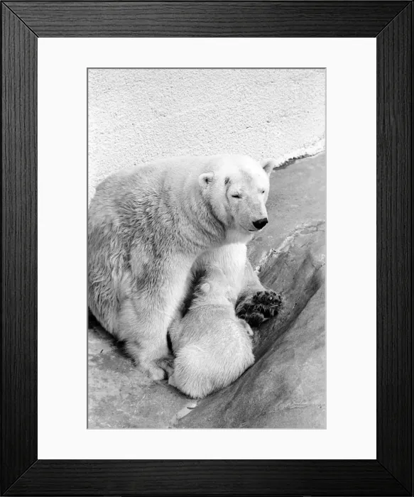 Framed Print : Polar Bears at Bristol Zoo. April 1975 75-2068-005 Framed Print : Polar Bears at Bristol Zoo. April 1975 75-2068-005