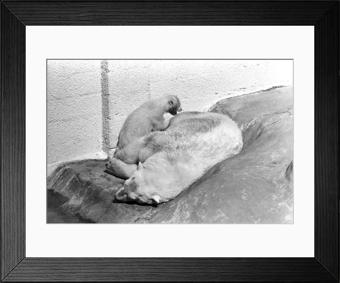 Framed Print : Polar Bears at Bristol Zoo. April 1975 75-2068-023 Framed Print : Polar Bears at Bristol Zoo. April 1975 75-2068-023