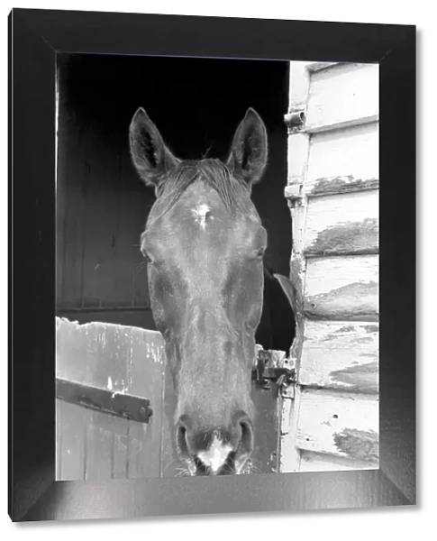 Race Horse Ocean King in his stables April 1975 75-2082-005