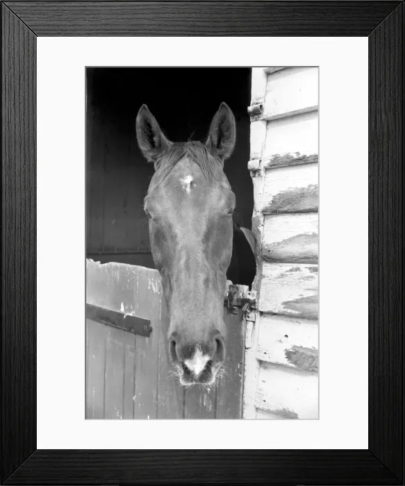 Framed Print : Race Horse Ocean King in his stables April 1975 75-2082-005