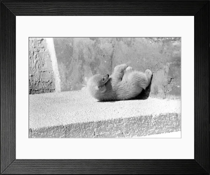 Framed Print : Polar Bears at Bristol Zoo. April 1975 75-2068-011