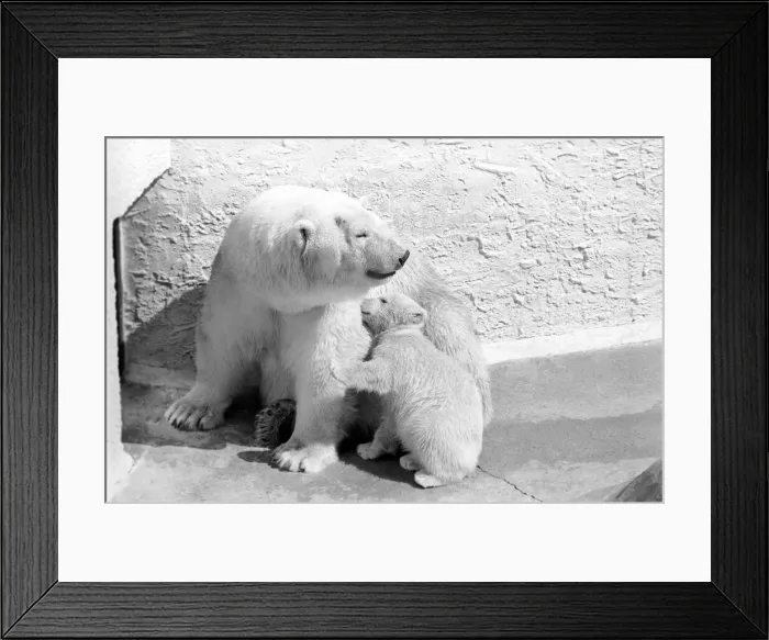 Framed Print : Polar Bears at Bristol Zoo. April 1975 75-2068-004