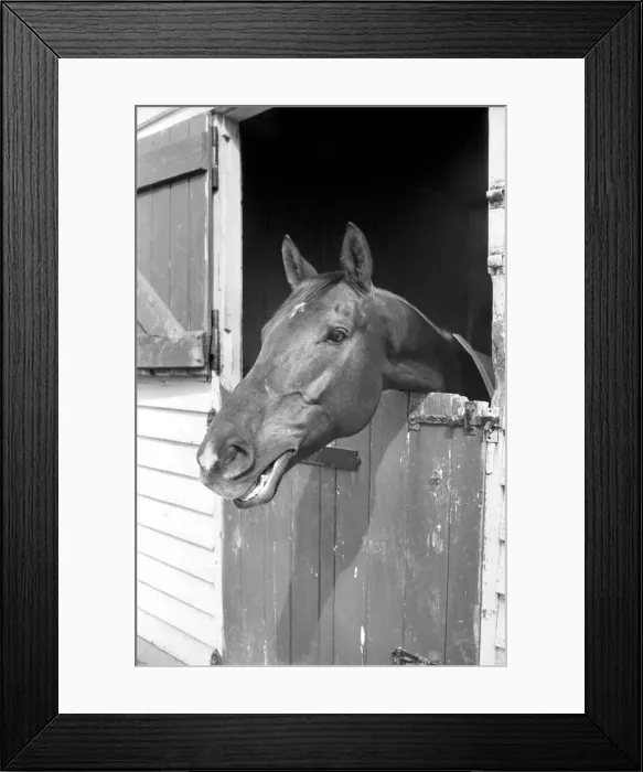 Framed Print : Race Horse Ocean King in his stables April 1975 75-2082-009