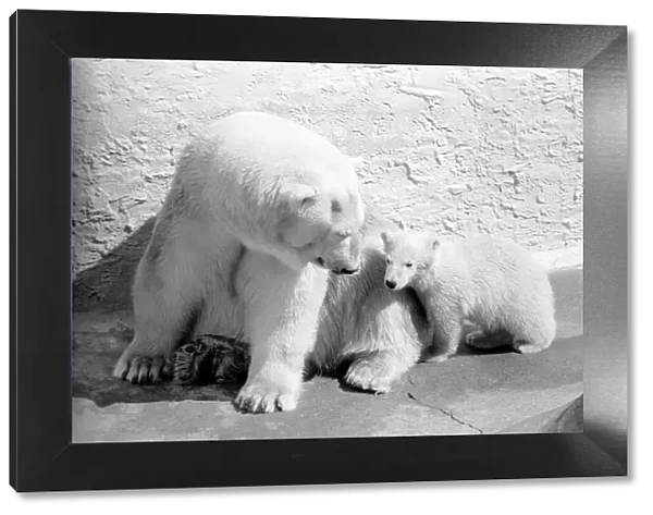 Polar Bears at Bristol Zoo. April 1975 75-2068-001