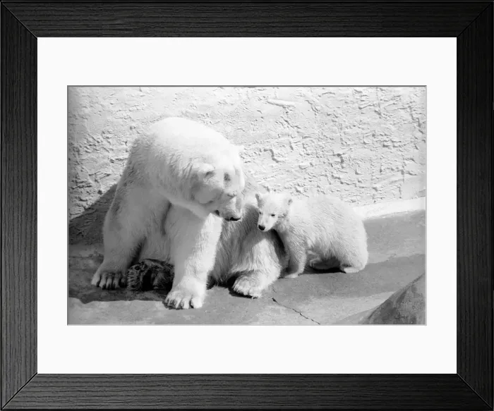 Framed Print : Polar Bears at Bristol Zoo. April 1975 75-2068-001 Framed Print : Polar Bears at Bristol Zoo. April 1975 75-2068-001