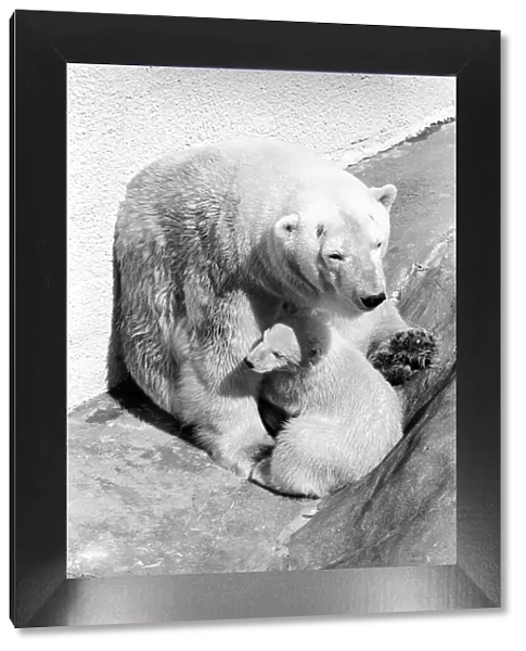 Polar Bears at Bristol Zoo. April 1975 75-2068-006