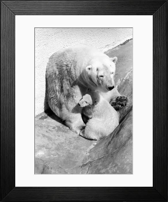 Framed Print : Polar Bears at Bristol Zoo. April 1975 75-2068-006 Framed Print : Polar Bears at Bristol Zoo. April 1975 75-2068-006