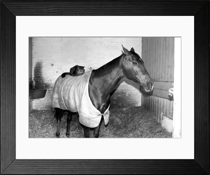 Framed Print : Ocean King wearing his coat was in his stall and on his back was a light weight jockey in
