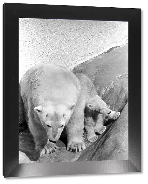 Polar Bears at Bristol Zoo. April 1975 75-2068-010