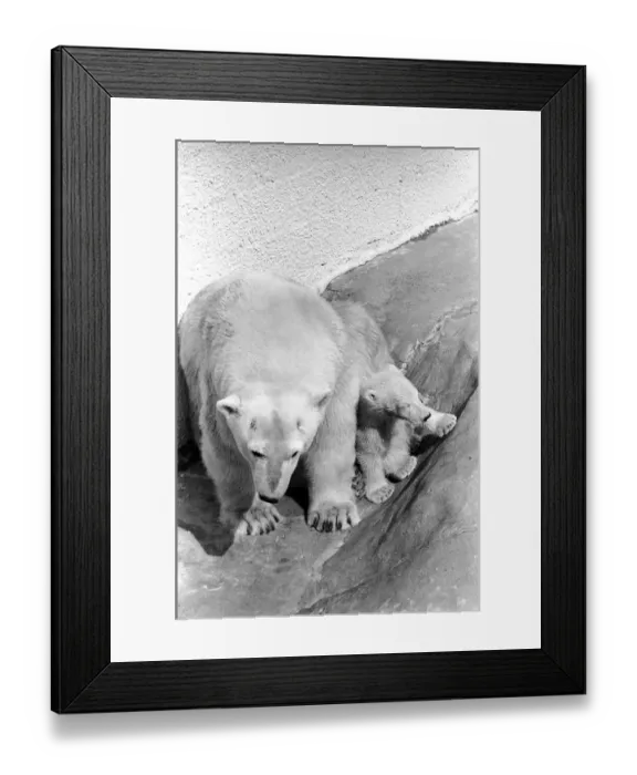 Framed Print : Polar Bears at Bristol Zoo. April 1975 75-2068-010