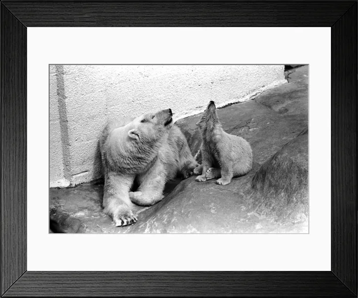 Framed Print : Polar Bears at Bristol Zoo. April 1975 75-2068-020 Framed Print : Polar Bears at Bristol Zoo. April 1975 75-2068-020