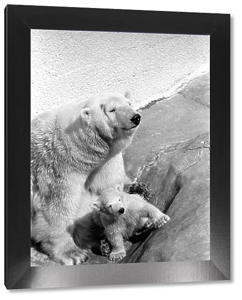 Polar Bears at Bristol Zoo. April 1975 75-2068-008