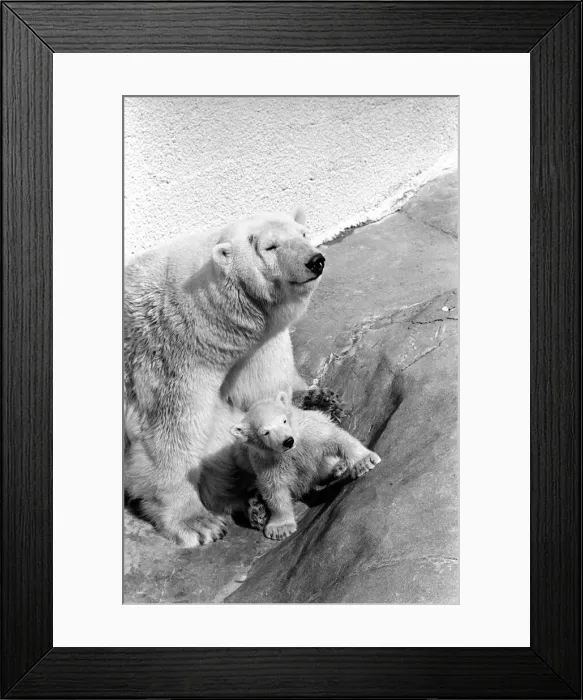 Framed Print : Polar Bears at Bristol Zoo. April 1975 75-2068-008 Framed Print : Polar Bears at Bristol Zoo. April 1975 75-2068-008
