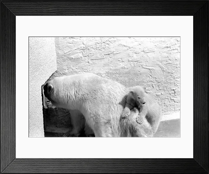 Framed Print : Polar Bears at Bristol Zoo. April 1975 75-2068-016