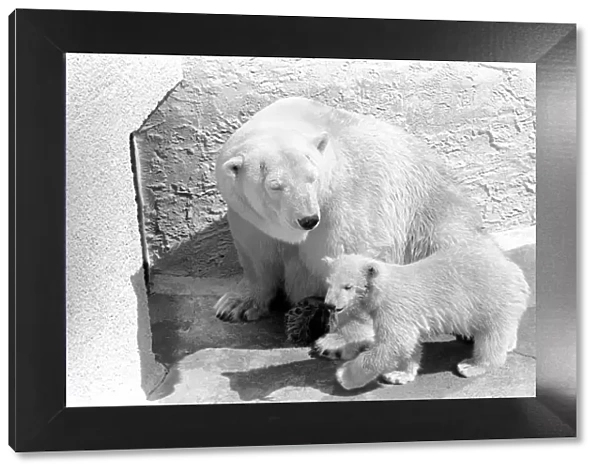 Polar Bears at Bristol Zoo. April 1975 75-2068-017