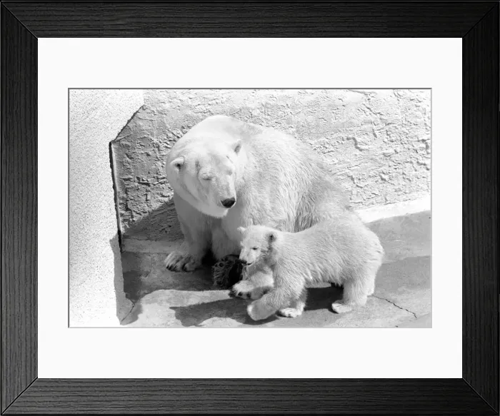 Framed Print : Polar Bears at Bristol Zoo. April 1975 75-2068-017 Framed Print : Polar Bears at Bristol Zoo. April 1975 75-2068-017