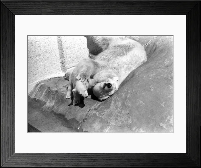 Framed Print : Polar Bears at Bristol Zoo. April 1975 75-2068-024 Framed Print : Polar Bears at Bristol Zoo. April 1975 75-2068-024