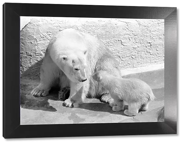 Polar Bears at Bristol Zoo. April 1975 75-2068-003