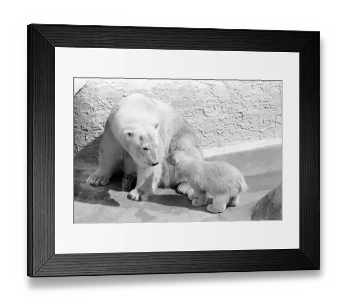 Framed Print : Polar Bears at Bristol Zoo. April 1975 75-2068-003 Framed Print : Polar Bears at Bristol Zoo. April 1975 75-2068-003