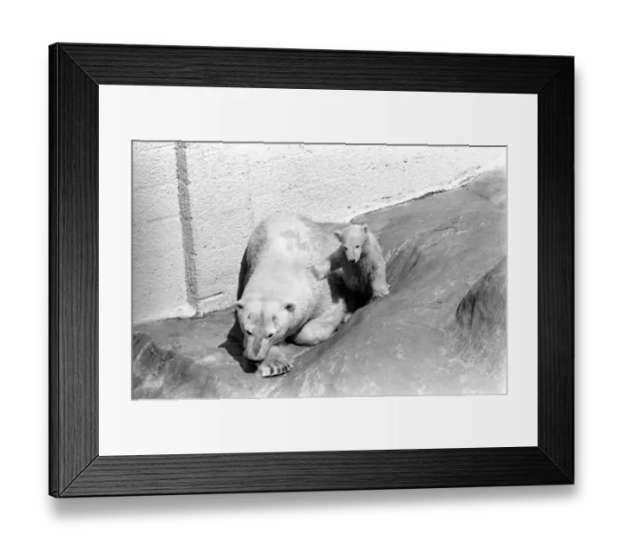 Framed Print : Polar Bears at Bristol Zoo. April 1975 75-2068-021 Framed Print : Polar Bears at Bristol Zoo. April 1975 75-2068-021