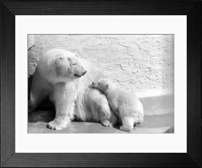 Framed Print : Polar Bears at Bristol Zoo. April 1975 75-2068-018 Framed Print : Polar Bears at Bristol Zoo. April 1975 75-2068-018