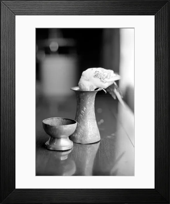 Framed Print : Bird: Animal: Pet: Budgie. March 1970 71-00187-007