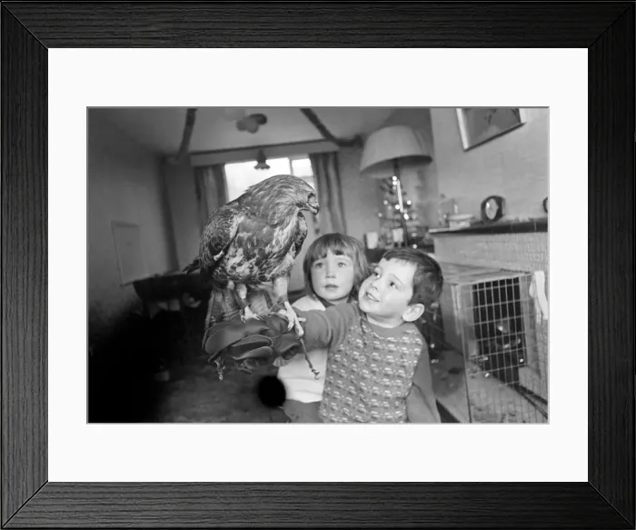 Framed Print : Animal / pet / unusual. Children with Buzzard. December 1970 71-00012 Framed Print : Animal / pet / unusual. Children with Buzzard. December 1970 71-00012