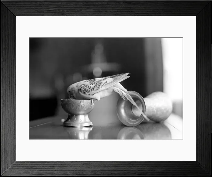 Framed Print : Bird: Animal: Pet: Budgie. March 1970 71-00187-002 Framed Print : Bird: Animal: Pet: Budgie. March 1970 71-00187-002