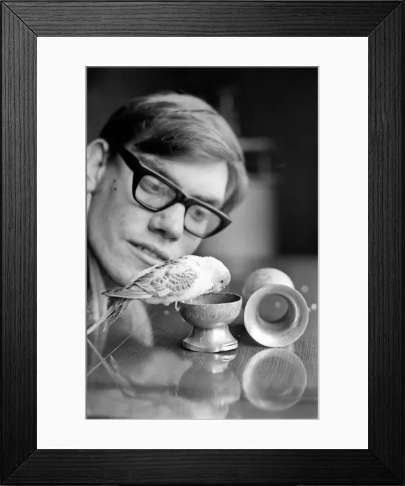 Framed Print : Bird: Animal: Pet: Budgie. March 1970 71-00187