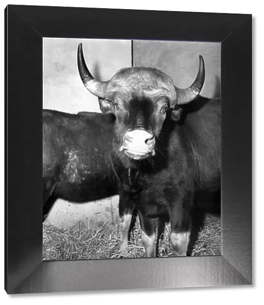 Salford Zoo: Rarest animals in the Salford quarantine zoo. January 1971 71-00145-002