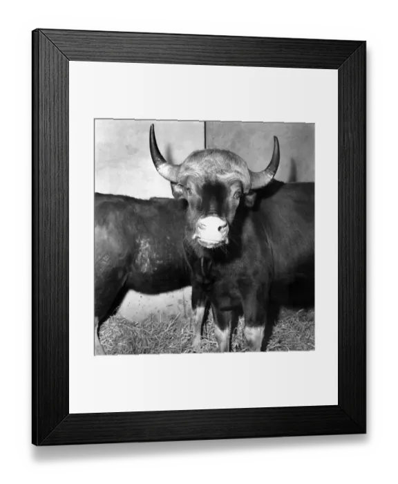 Framed Print : Salford Zoo: Rarest animals in the Salford quarantine zoo. January 1971 71-00145-002 Framed Print : Salford Zoo: Rarest animals in the Salford quarantine zoo. January 1971 71-00145-002