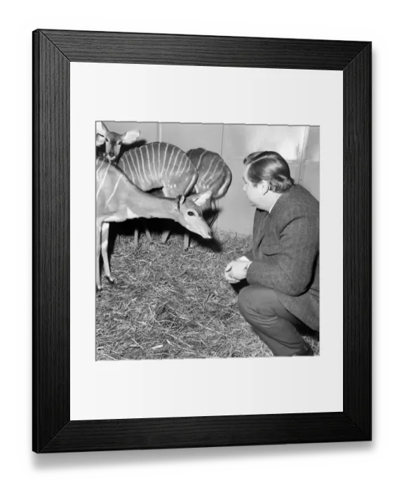 Framed Print : Salford Zoo. Rarest animals in the Salford quarantine zoo. January 1971 71-00145
