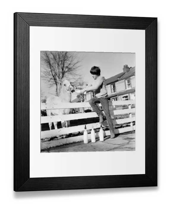 Framed Print : Animal: Horse: Feeding: Palomino horse saved by boy. February 1970 70-1622 Framed Print : Animal: Horse: Feeding: Palomino horse saved by boy. February 1970 70-1622