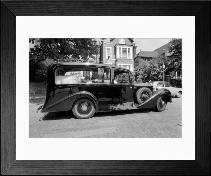Framed Print : Unusual. Humour. Animals. 18 months ago Mr. Harry Young of Crouch Hill bought a 1934